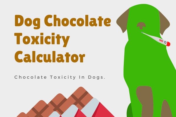 Dog Chocolate Toxicity Calculator